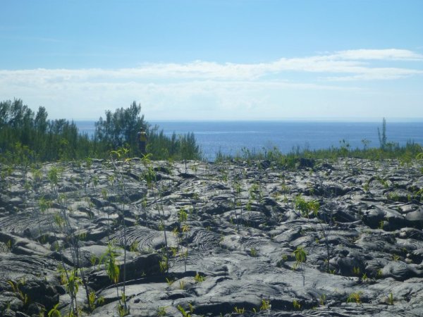 Tunnel de lave _ La Réunion - La coulée