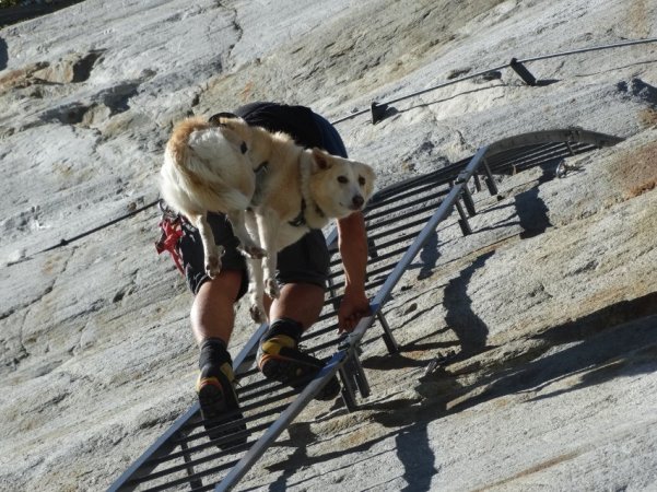 Mer de glace le retour - chien echelles