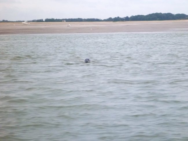 phoque baie de somme - dans l eau