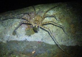 Stage de survie jungle - Araignee pecheuse