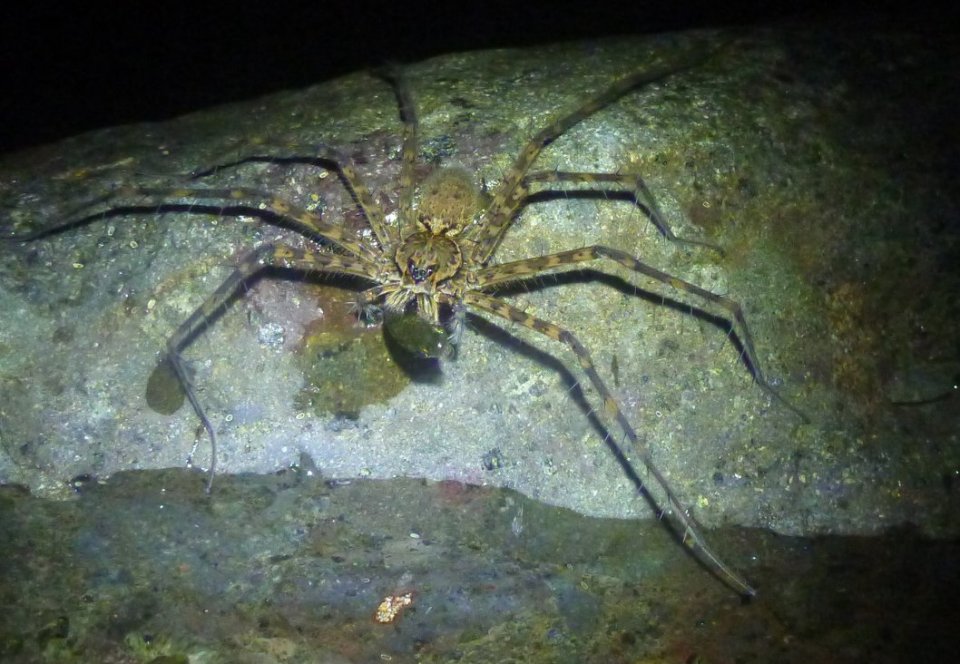 Stage de survie jungle - Araignee pecheuse