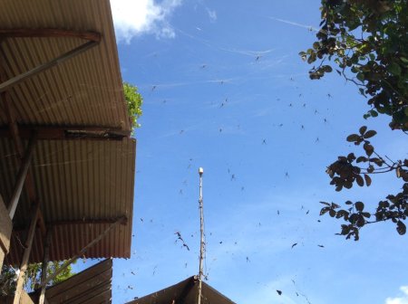 Stage de survie jungle - Araignees domestiques