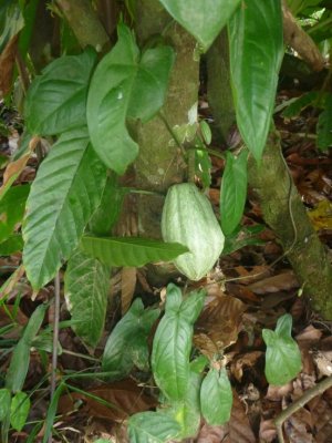 Une cabosse de cacao