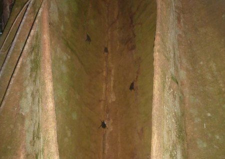 Stage de survie jungle - Chauve-souris