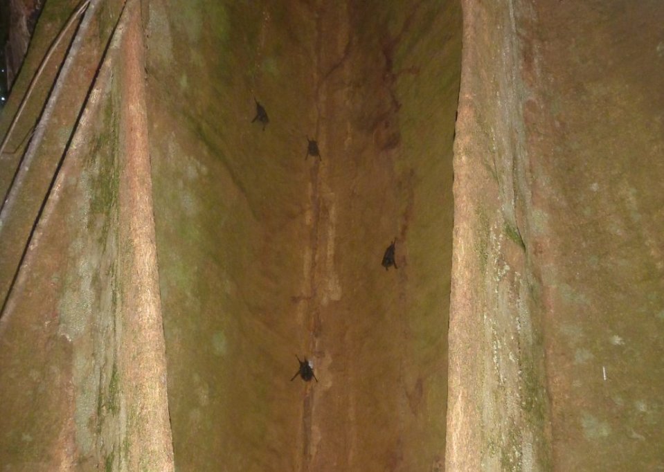 Stage de survie jungle - Chauve-souris