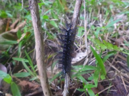 Stage de survie jungle - Chenille