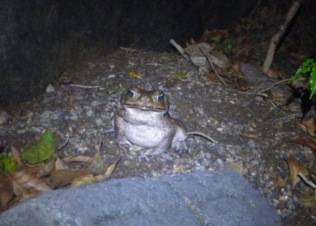 Stage de survie jungle - Crapaud