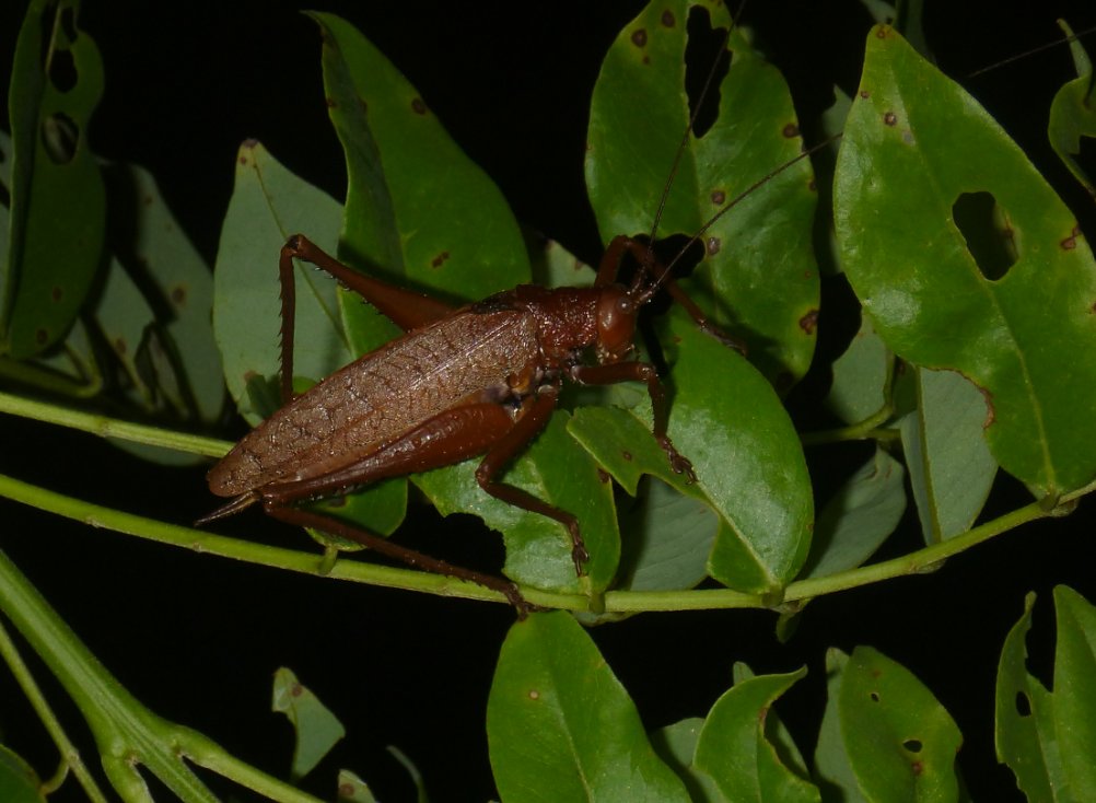 Stage de survie jungle - Criquet 1