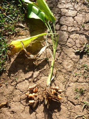 Un curcuma déraciné