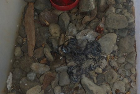 Stage de survie jungle - Elevage scorpions