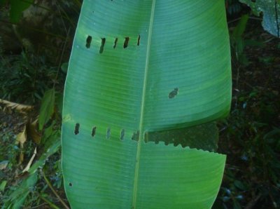 Stage de survie jungle - Feuille mangée par les insectes