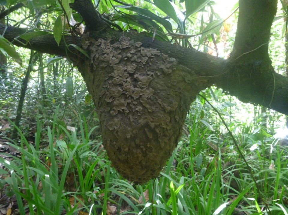 Stage de survie jungle - Fourmillière arboricole