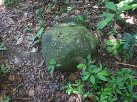 Stage de survie jungle - Fourmis piste