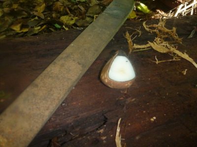 Ivoire végétal (graine de tagua tranchée)