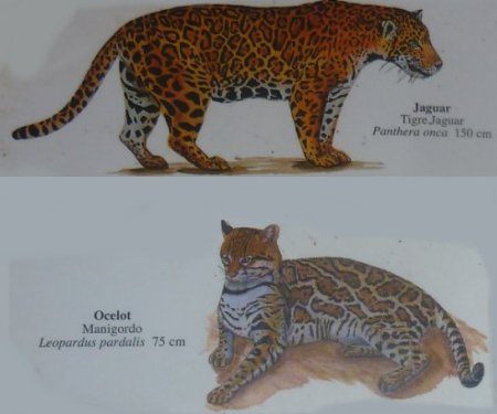 Stage de survie jungle - Jaguar et ocelot