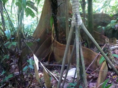 Une arbre aux racines "parois" (derrière), un palmier à piquants (sombre au centre), et un palmier qui marche (devant à droite) 