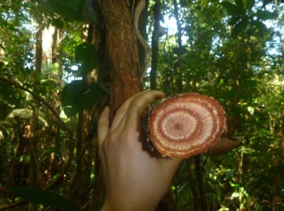 La liane n'est pas creuse, c'est du bois plein