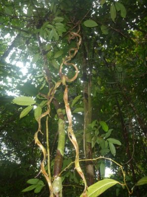 Les lianes "échelles de singe" ondulent par paire