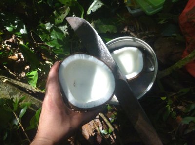 La noix de coco s'ouvre en deux de façon magique après avoir tapoté dessus