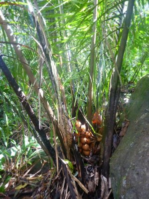 Petit palmier à huile
