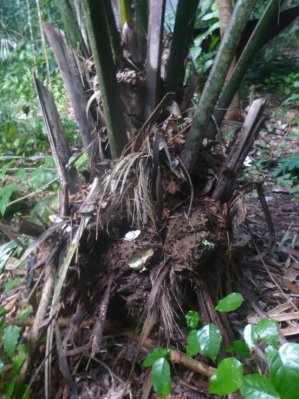 Graines de tagua dans sa coque, au pied du palmier