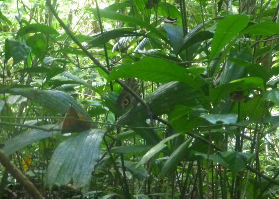 Stage de survie jungle - Papillon morpho