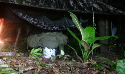 Les plantes vertes à la méchante sève