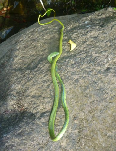 Stage de survie jungle - Serpent vert mort