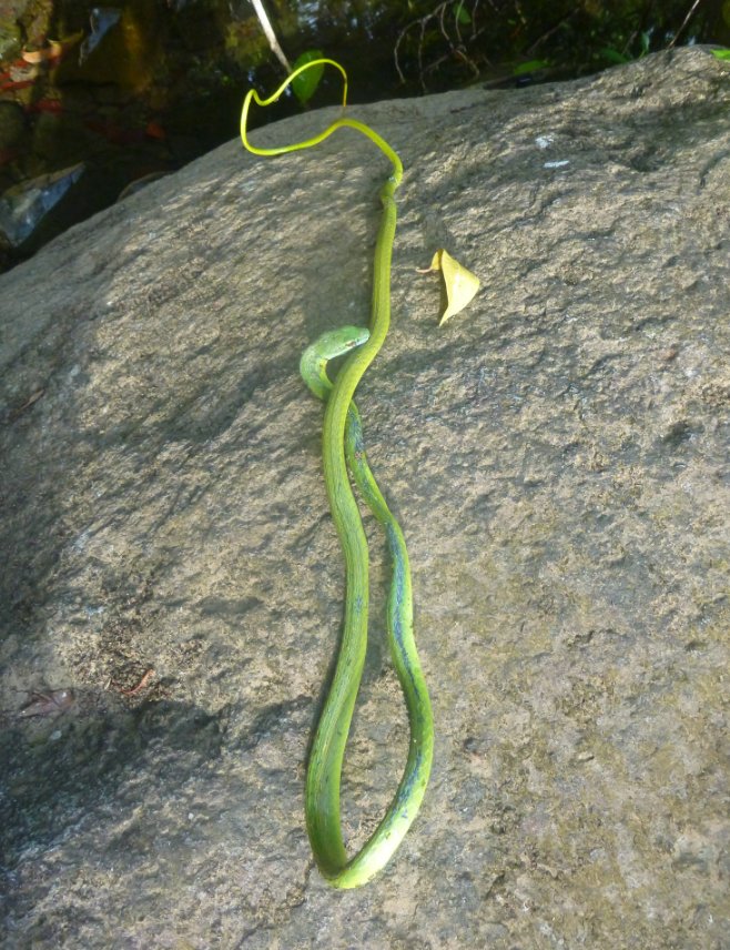 Stage de survie jungle - Serpent vert mort