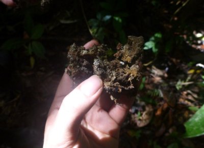 Un morceau de sève allume-feu