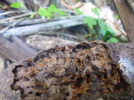 Stage de survie jungle - Termites