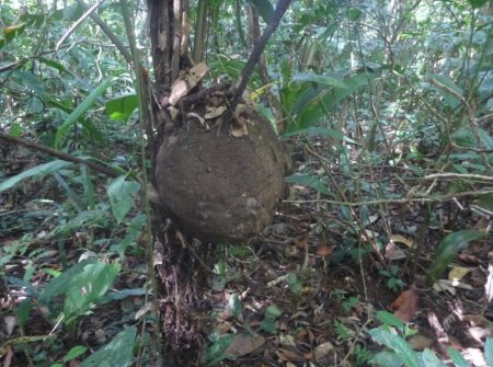 Stage de survie jungle - Termitière palmier